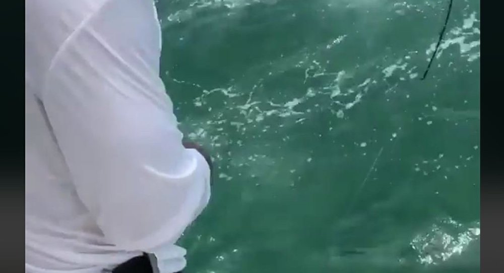 一条巨鱼吞掉渔夫们所捕鲨鱼（视频）